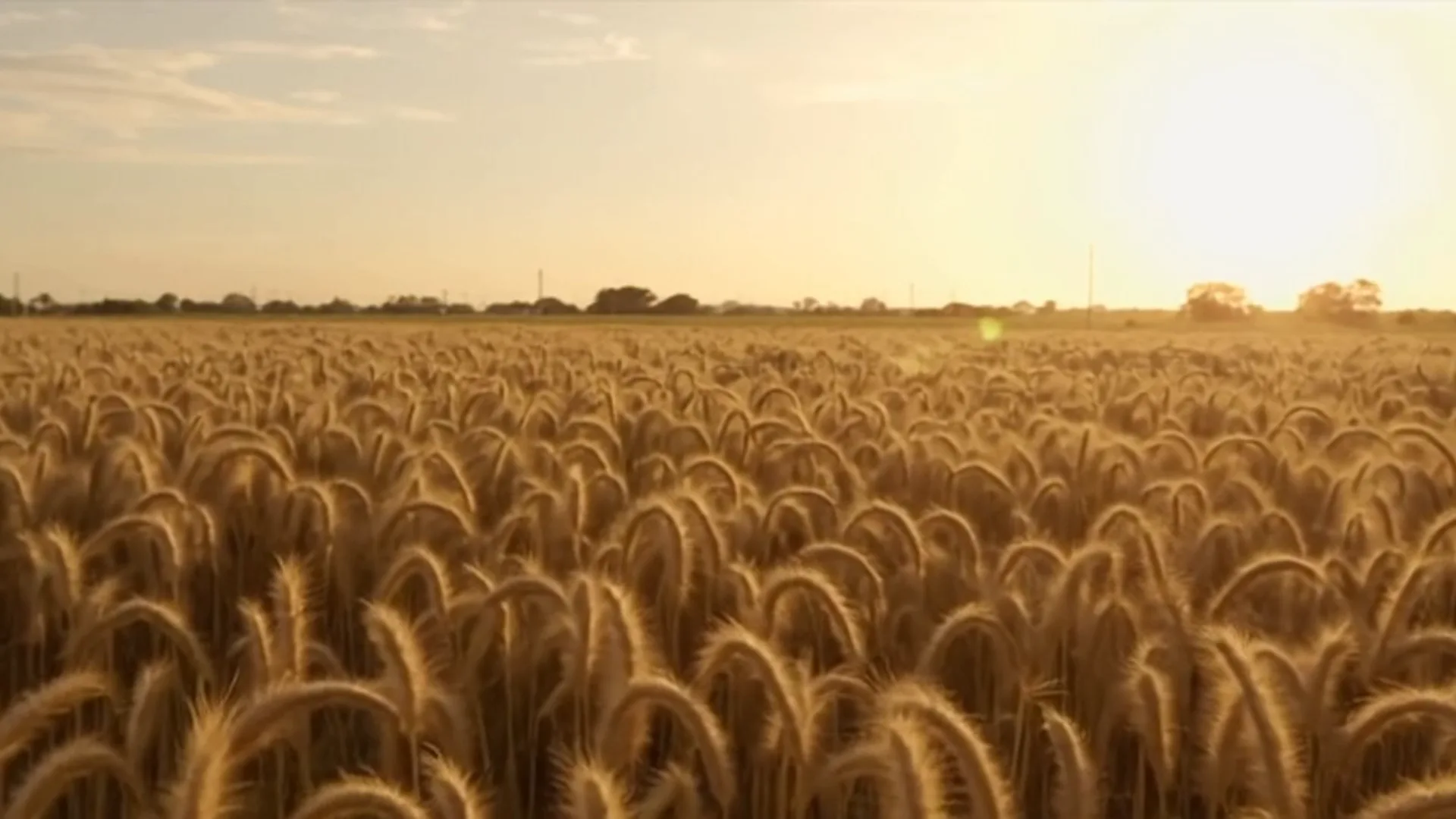 Amanhecer sobre um campo aberto, luz suave no horizonte