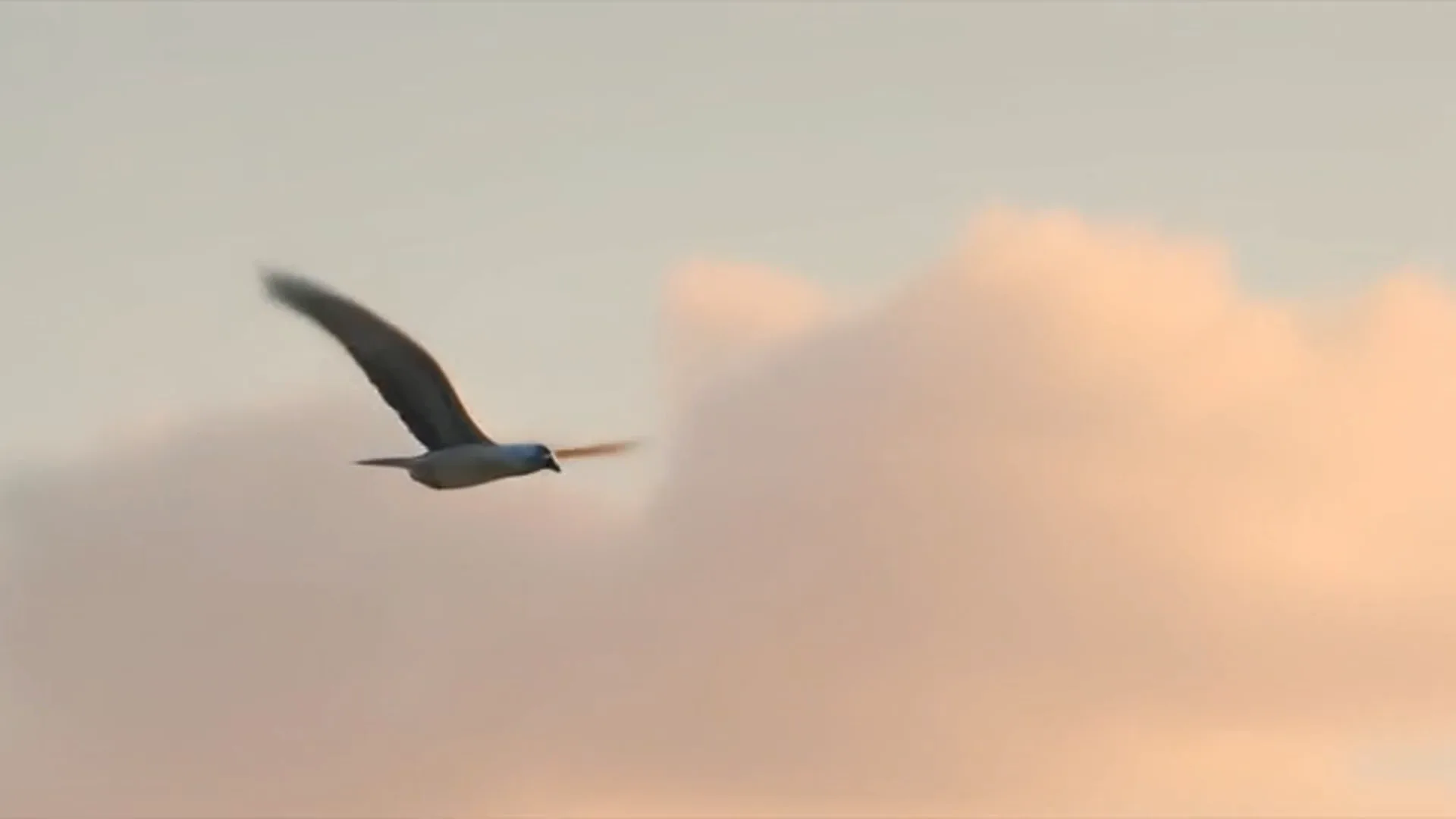 Um pássaro voando livremente contra um céu ao entardecer