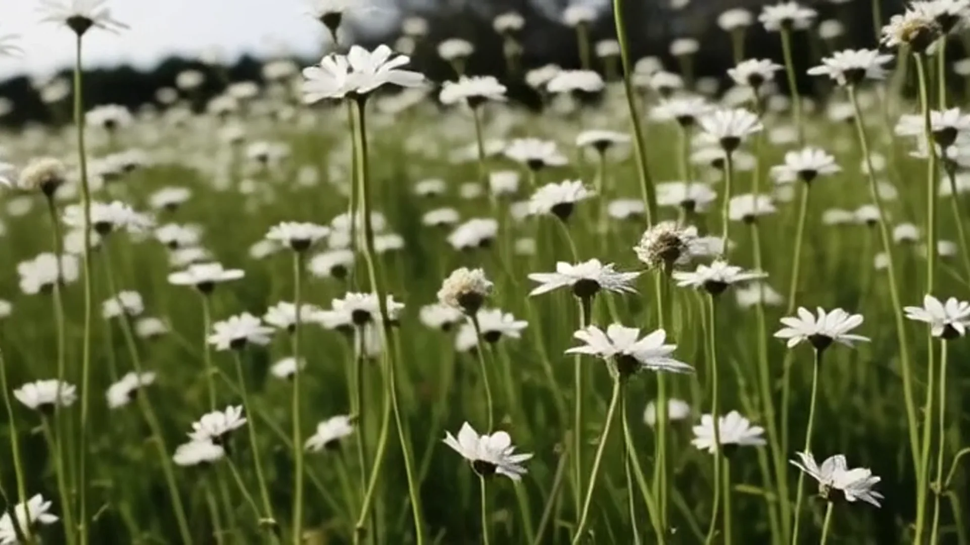 Um campo de flores brancas silvestres balançando ao vento