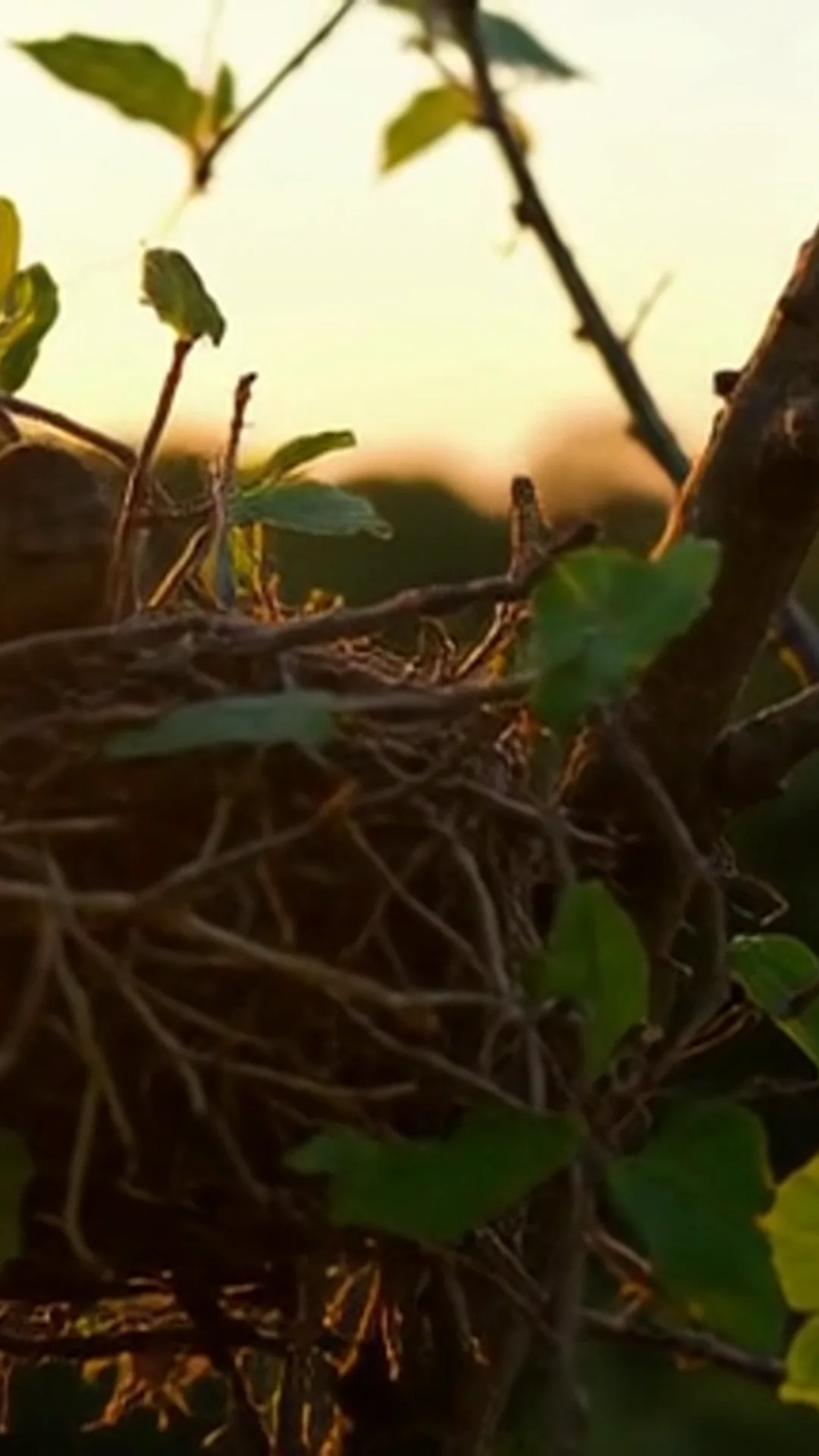 Um ninho de pássaro entrelaçado em galhos, com luz do entardecer ao fundo
