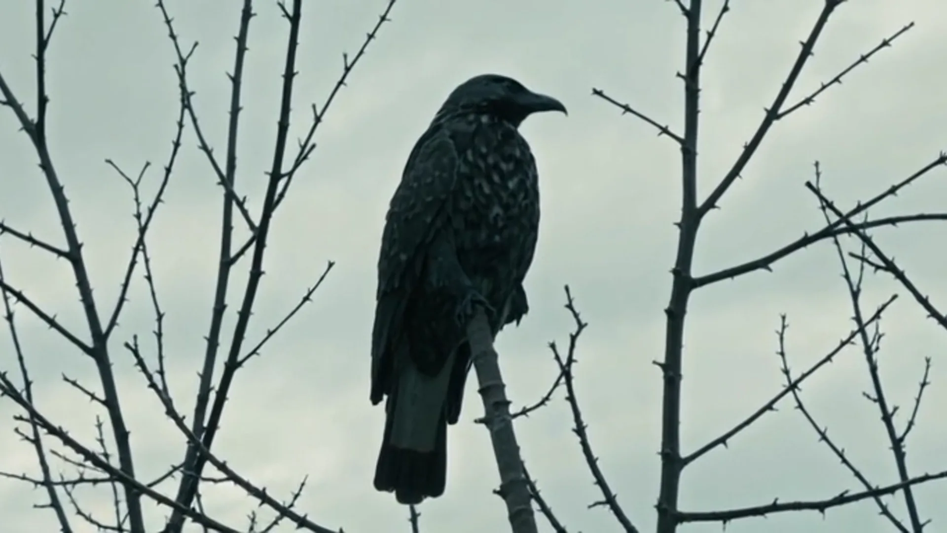 Um corvo pousado em um galho seco contra o céu pálido